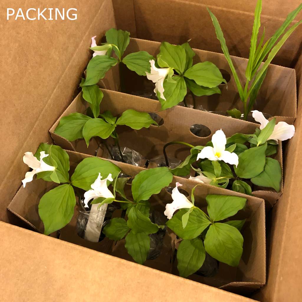 how-we-ship-and-pack-our-perennials.jpg