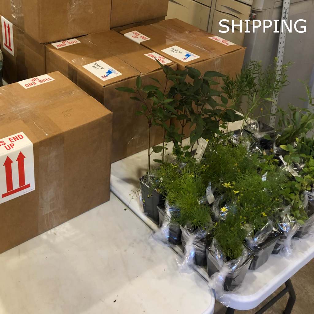 How Are Plants Shipped By Mail?