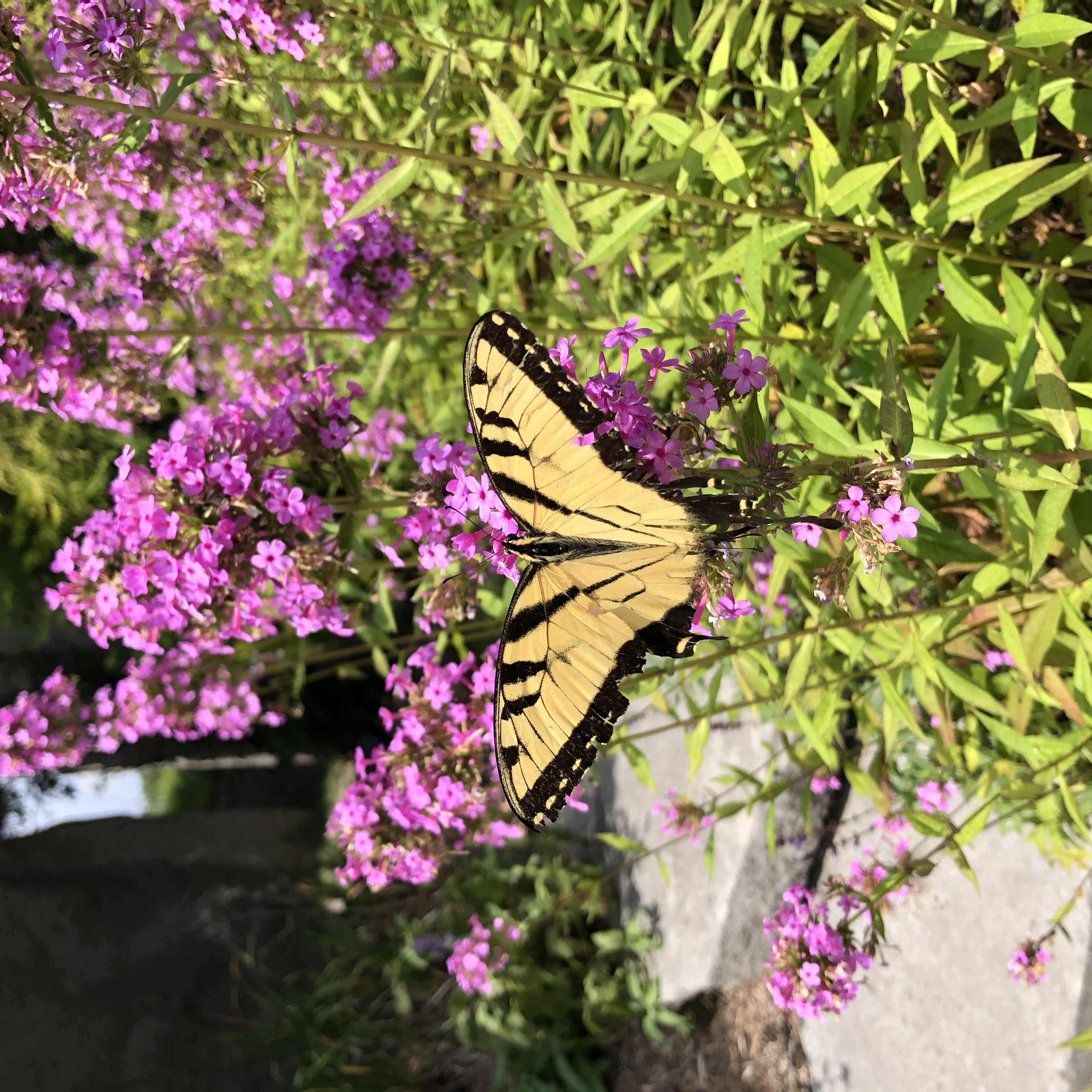 Phlox paniculata 'Jeana' - Tall Phlox 'Jeana' - PERENNIAL OF THE