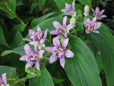 Toad Lily 'Miyazaki Hybrids' - Tricyrtis hirta 'Miyazaki Hybrids'