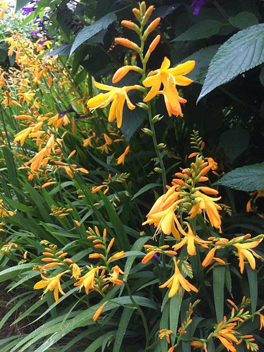 Immune　Floria Sigismondi　フローリア・シジスモンディ Montbretia hybrid 'George Davidson' - Crocosmia x crocosmiiflora