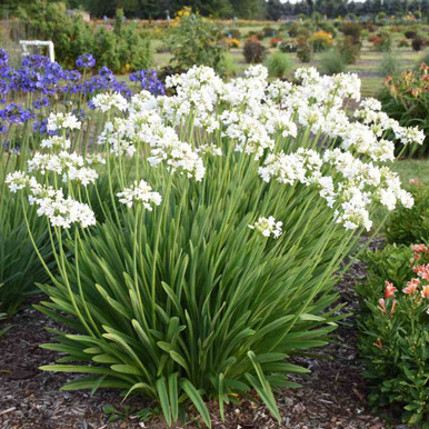 Lily of The Nile 'Galaxy White' - Agapanthus 'Galaxy White'