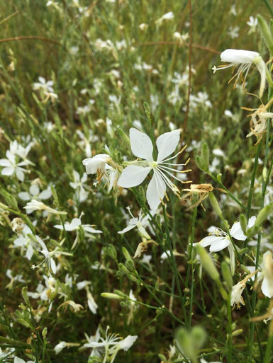 Beeblossom 'Cool Breeze' - Gaura lindheimerii 'Cool Breeze
