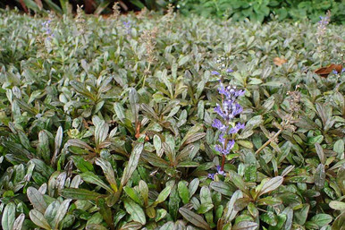 Image of Chocolate chip ajuga and astilbe