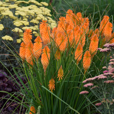 kniphofia-orange-blaze-