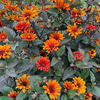 heliopsis-helianthoides-var.-