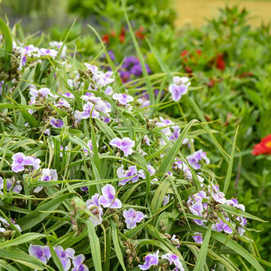 Spiderwort 'Webmaster' - Tradescantia x 'Webmaster'
