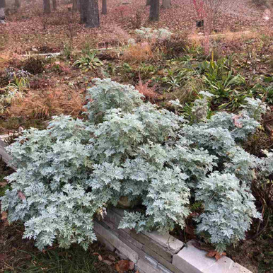 Artemisia x 'Powis Castle' - WORMWOOD 'POWIS CASTLE'