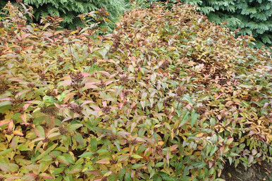 HILLBILLY HEADHUNTERS grass ロカビリー Mountain Bush-Honeysuckle - Georgia Honeysuckle - Diervilla rivularis
