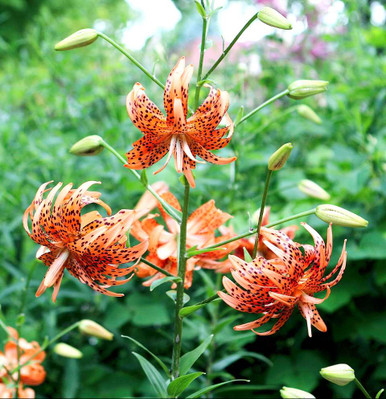 Tiger Lily 'Flore Pleno' - Double Tiger Lily - Lilium tigrinum 'Flore  Pleno' - Lilium lancifolium 'Flore Pleno'