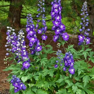 ルビーパープルサファイアシヴァリンガムコランダムシバリンガムCORU250702 Larkspur New Millenium 'Purple Passion' - Delphinium New Millenium