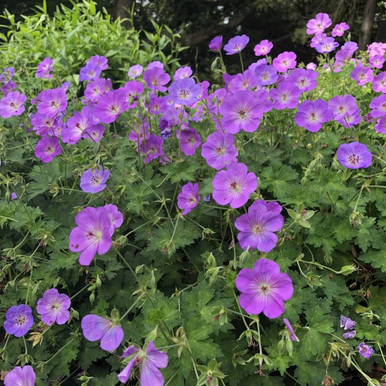 geranium-azure-rush-19a-