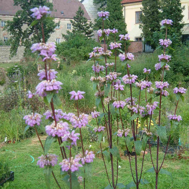 ipamorelin sage Sage-leaf Mullein ESPOIR & AMOUR White Sage