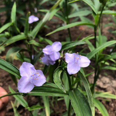 tradescantia-subaspera-lazyss-
