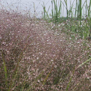 Eragrostis spectabilis PURPLE LOVE GRASS Graminée Godet de 9 cm Eragrostis spectabilis PURPLE LOVE GRASS Graminée Godet de 9 cm