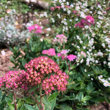 Tall Stonecrop 'Munstead Dark Red' - Sedum 'Munstead Dark Red' - Hylotelephium 'Munstead Red'