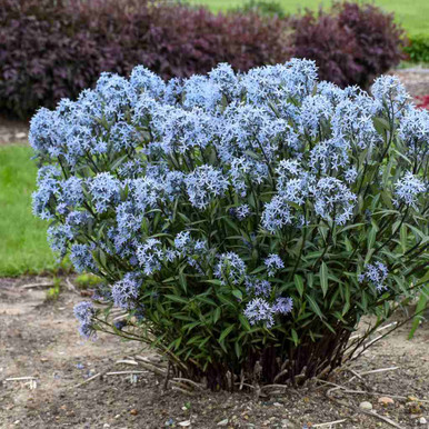 amsonia-tabernaemontana-storm-
