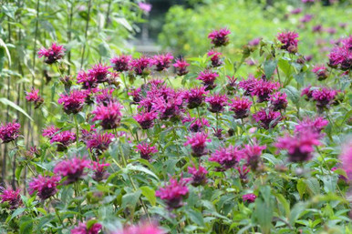 Орыс жас әйелі іштей бітті