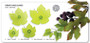 Grape Vine Leaves Cutter Set ( JEM )