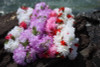 Carnation Combo Leis, Assorted, 6 Pack 18" - Hawaii Silk Leis