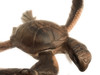Exquisite Hawaiian Sea Turtle 46" Hand Carved | #rta08