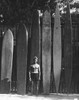 Alaia Koa Surfboard 96 inch X 19 inch Hawaiian Vintage Replica | #koalb40