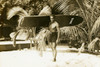 Alaia Koa Surfboard 77 inch X 16 inch Hawaiian Vintage Replica | #koalb41c