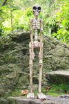 Skeleton Statue 40" Free Standing - Skull Decor | #kng21034100