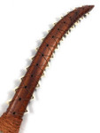 Hawaiian Koa Sword 25" Brown Feathers w/ 26 Shark Teeth - | #koa4157