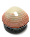 Seashell Keepsake Box Medium - Purple - Coastal Decor | #frs27008