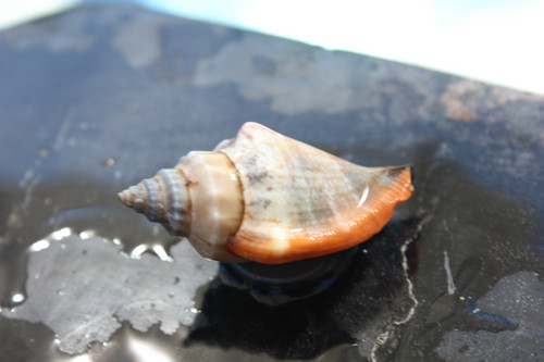 Seashell Magnet #7 - Coastal Decor