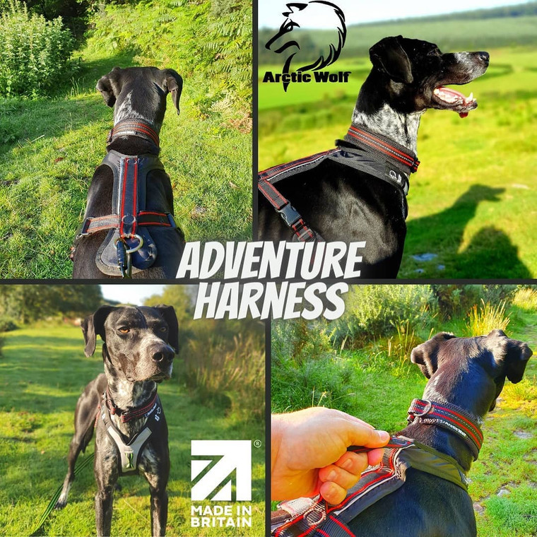 Arctic Wolf Adventure Harness