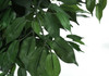 58" Tall, Artificial Plant, Ficus Tree, Indoor, Faux, Fake, Floor, Greenery, Potted, Decorative - Green / Black