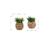 Artificial Succulent, Table Decor (Set of 2) - Green