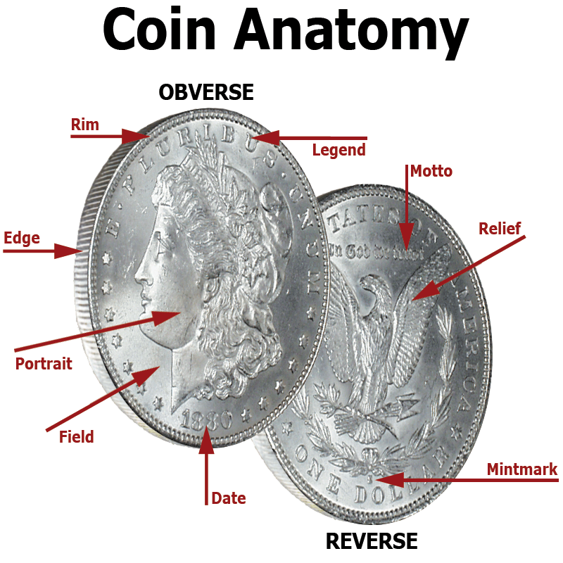 coinanatomy.gif