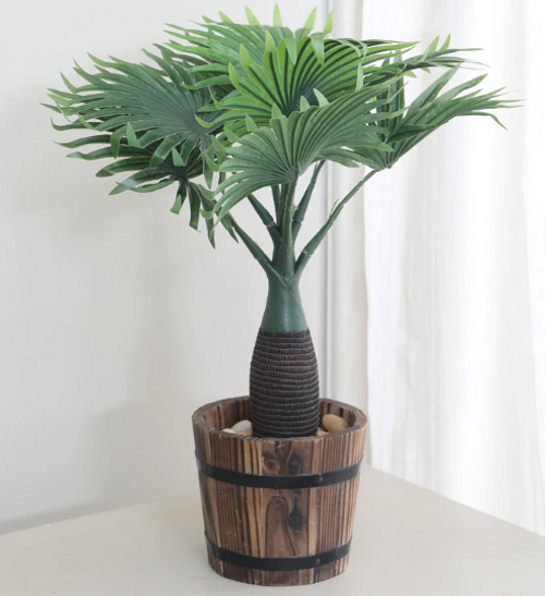 Palm Plant Without Pot