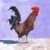 Purple Rooster