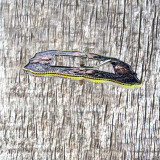 Floral Rope Edge Tri-Color Headstall Buckle - side view.