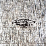 Floral Top 1 Inch Nickel Plated Concho - side view.