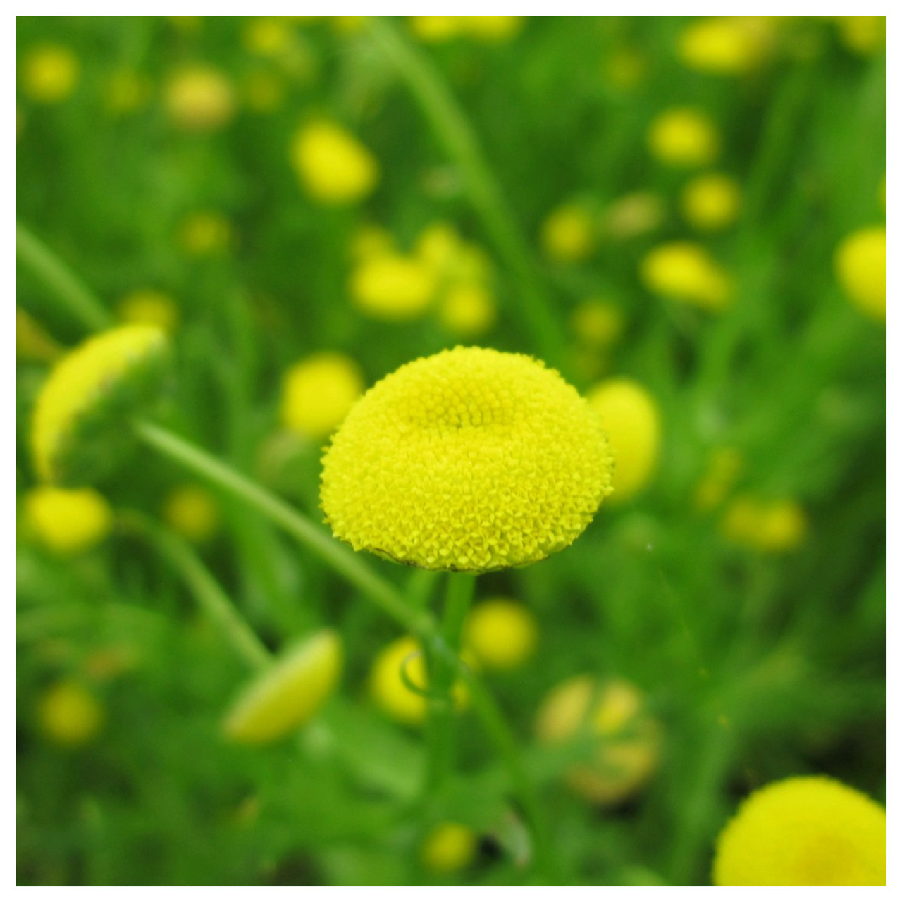 Cotula coronopifolia (Golden Buttons)