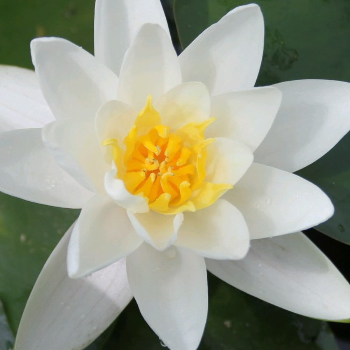 Alba_lily__14651.1768311452.