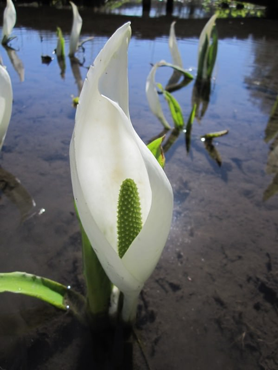 Lysichiton camtschatcensis | White Skunk cabbage | UK Grown | Direct