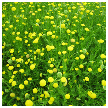 Cotula coronopifolia