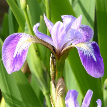 Iris versicolor 
