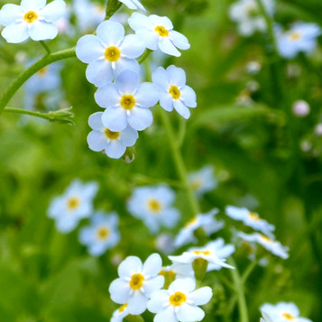 Myosotis scorpioides - Water forget me not