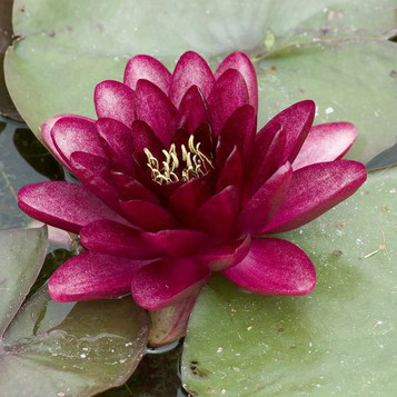 Nymphaea Black Princess - Red Water Lily