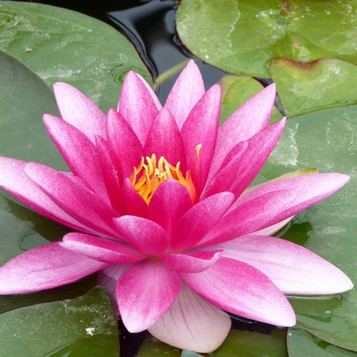 Charles de Meurville