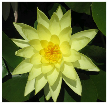 Nymphaea Marliacea Chromatella