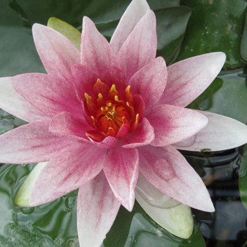Nymphaea Mrs Richmond - Red Water Lily