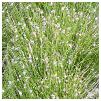 Eleocharis acicularis